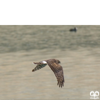 گونه سنقر خاکستری Hen Harrier